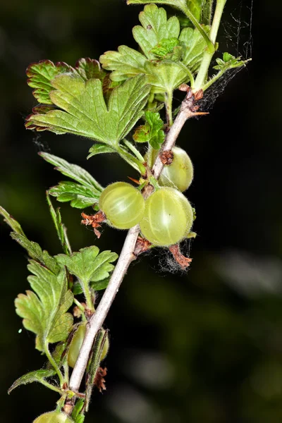 Gröna krusbär på en buske i sommar — Stockfoto