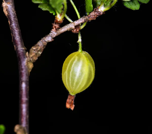La groseille à maquereau verte sur un buisson en été — Photo