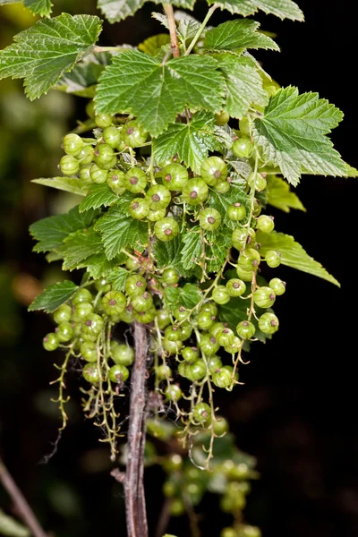 Gröna vinbär på en buske i sommar — Stockfoto