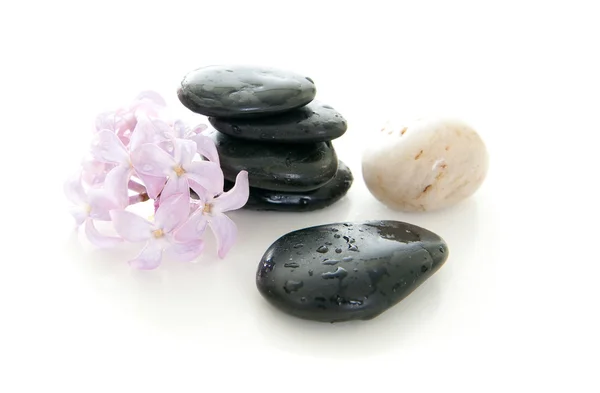 Rocks and a flower — Stock Photo, Image