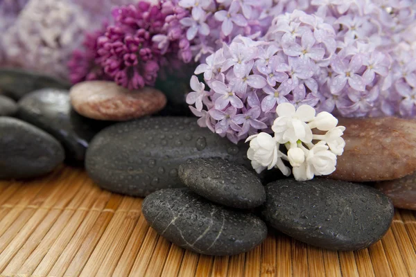 Spa Lilac — Fotografia de Stock