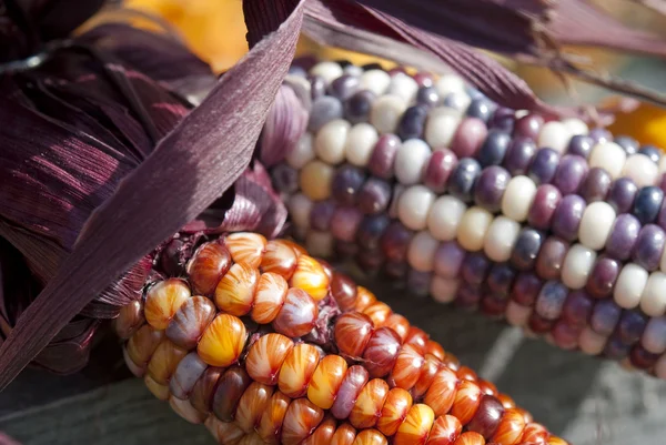 Indian corn — Stock Photo, Image