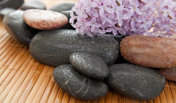 Rock pile with flower — Stock Photo, Image