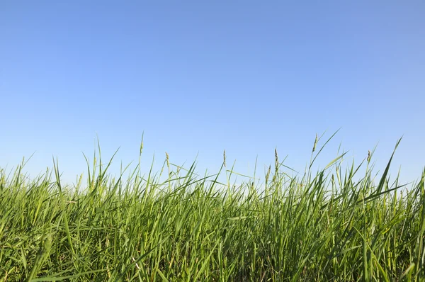 Grönt gräs mot den blå himlen — Stockfoto