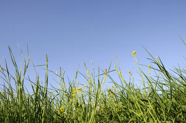 Hierba verde contra el cielo azul —  Fotos de Stock