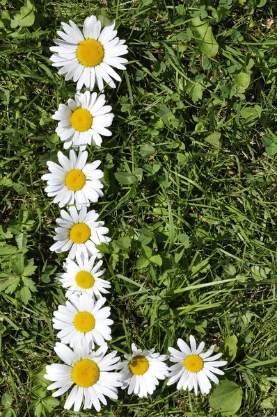 stock image Letter of daisies