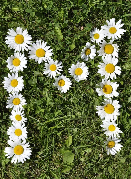 stock image Letter of daisies