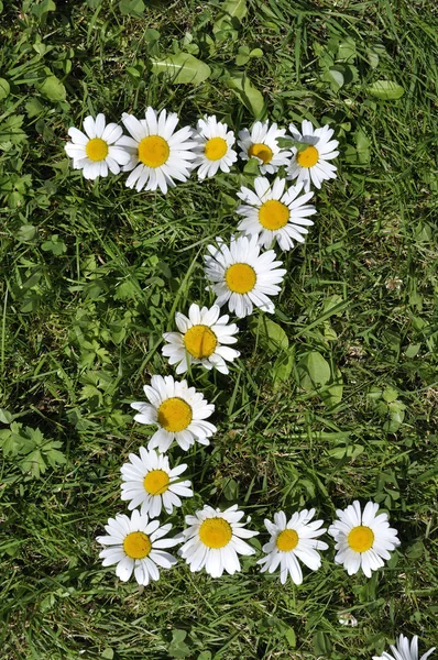 stock image Letter of daisies