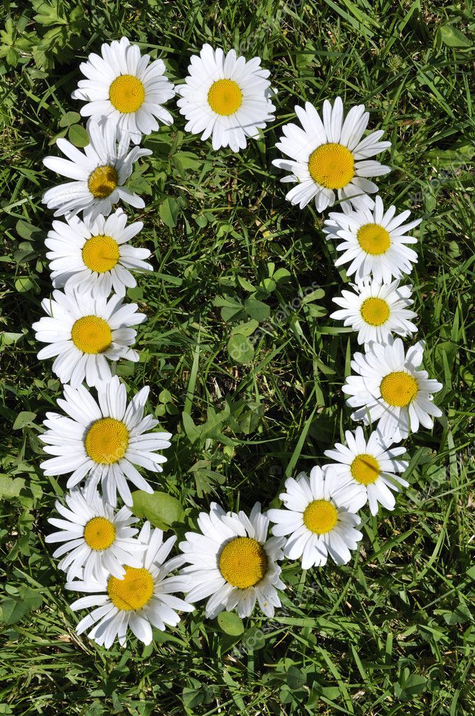 Letter of daisies