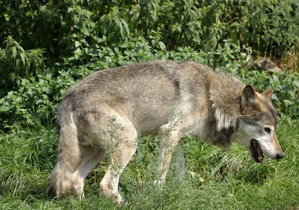 stock image Grey wolf