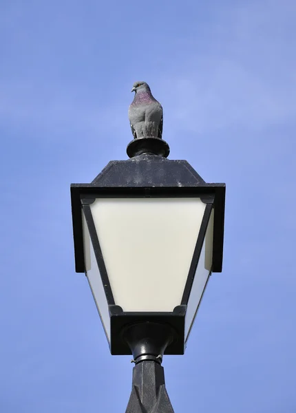 Lamba güvercini — Stok fotoğraf