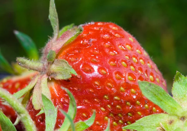 stock image Strawberries