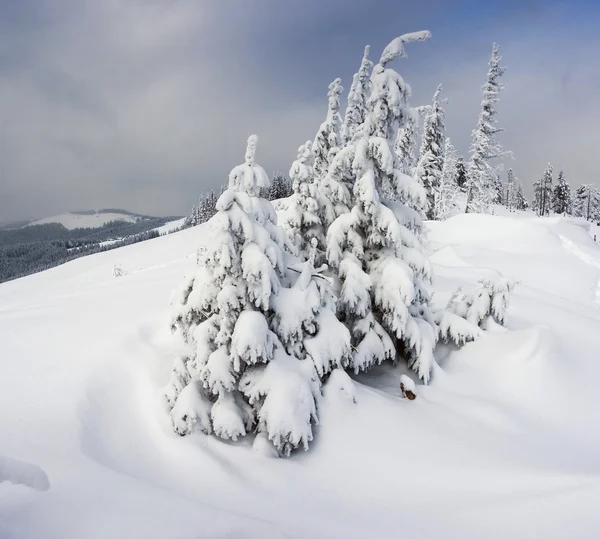Alberi invernali — Foto Stock