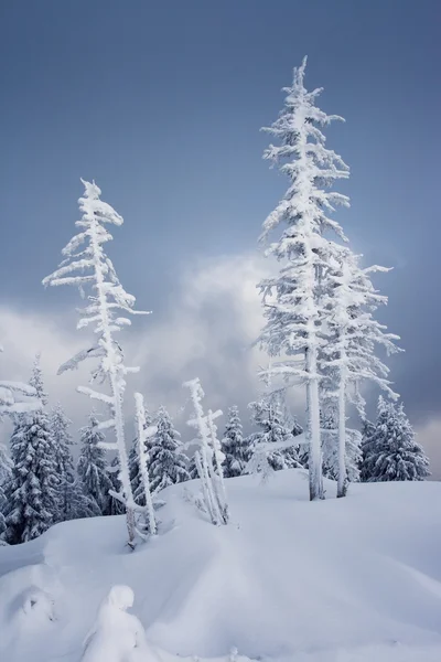 stock image Winter trees