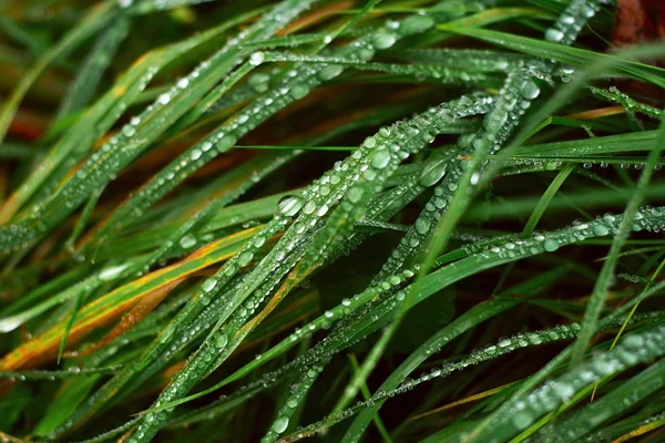 Yağmur damlalı çimen — Stok fotoğraf