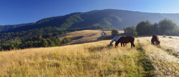 Stock image Horses