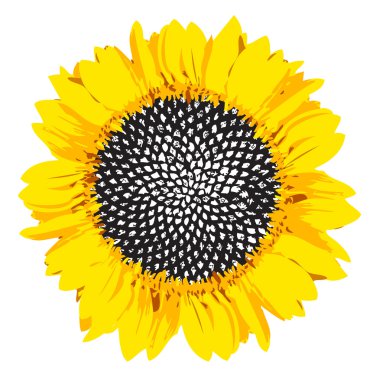 Yellow sunflower clipart