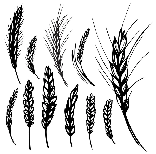 Rye, wheat — Stock Vector
