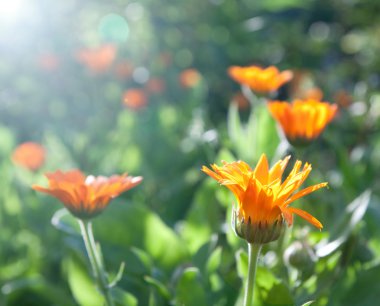 Calendula sabah