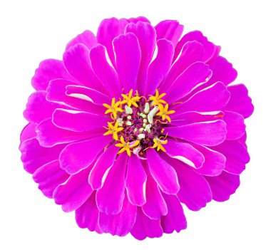 izole zinnia