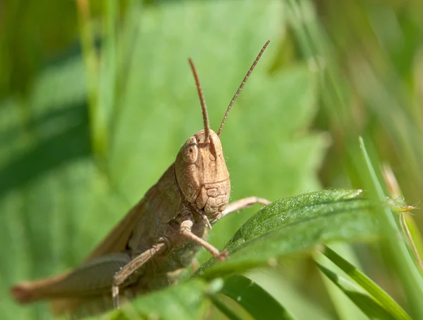 stock image Grasshopper