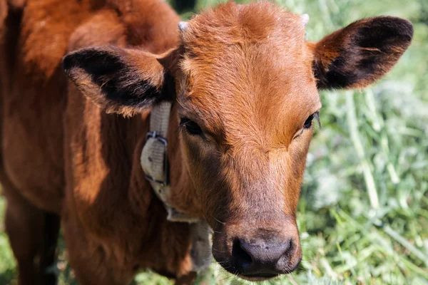 stock image Calf