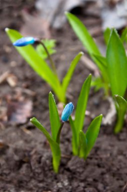 Squill (Scilla) çiçekler