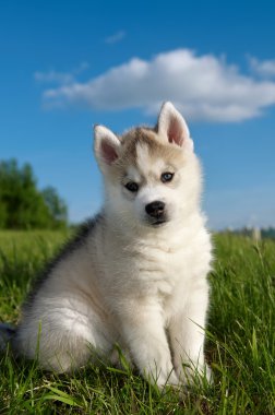 Sibirya husky köpek yavrusu