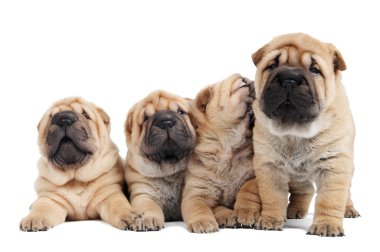 Group of sharpei puppy dog clipart