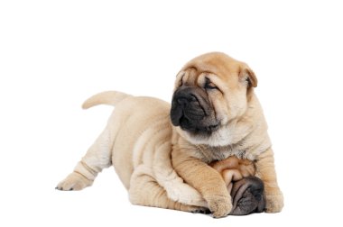 Playing sharpei puppy dog clipart