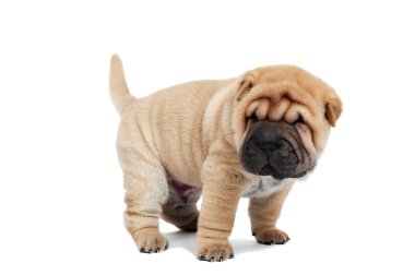 Beige puppy of sharpei clipart