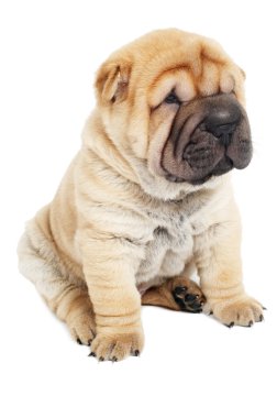Young sharpei puppy dog clipart