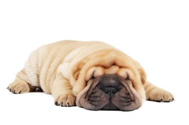 Young lying sharpei puppy clipart
