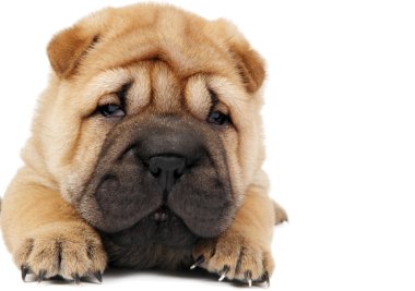 Young sharpei puppy dog clipart