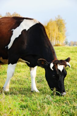 Cow grazing on green pasture clipart