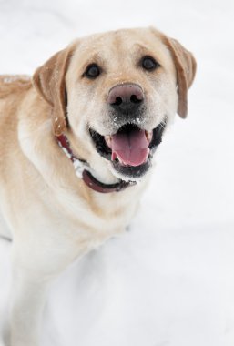 av köpeği labrador köpek kış