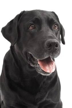 Close-up Black Retriever Labrador Dog isolated clipart