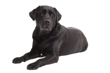 Lying Black Retriever Labrador Dog isolated clipart