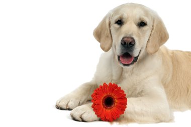 Golden purebread retriever dog clipart