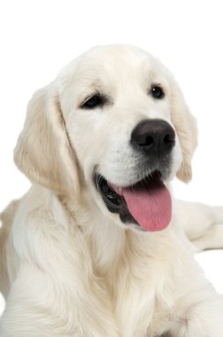 Golden purebread retriever dog clipart