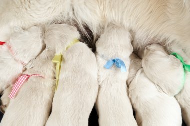 Yeni doğan retriever köpek besleme