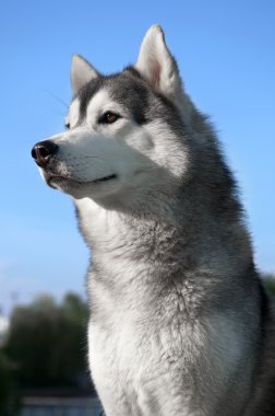 Husky dog outdoors clipart