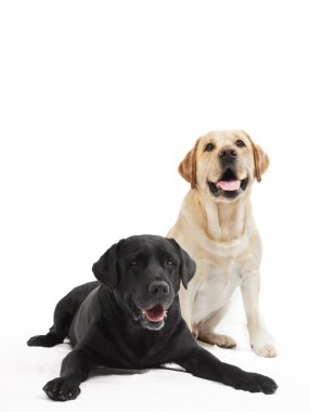 Two labrador retriever dogs clipart