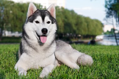 Yeşil çimlerin üzerinde iri yarı bir köpek