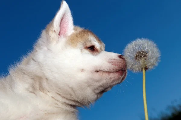 Siberian husky psa szczeniaka — Zdjęcie stockowe