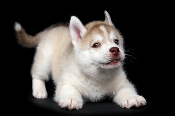 Siberian husky dog puppy — Stock Photo, Image