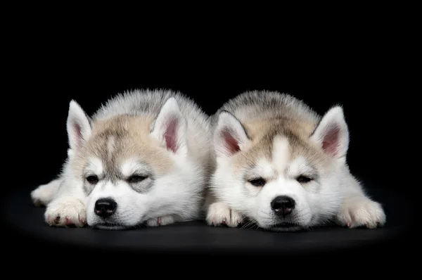 Siberische husky hond puppy — Stockfoto