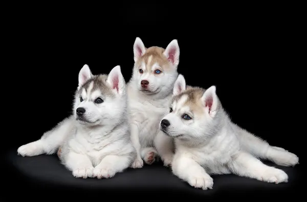 Sibiřský husky pes štěně — Stock fotografie