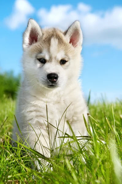 Siberiano Husky cachorro perro —  Fotos de Stock