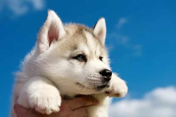 Siperian Husky koira pentu — kuvapankkivalokuva